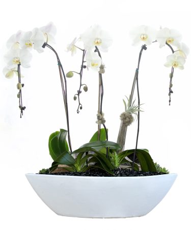 Luxury White Orchid plant
